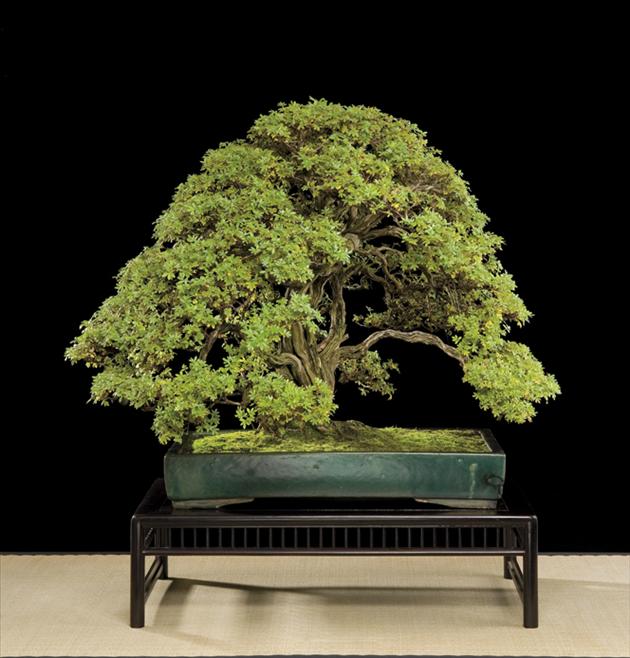 Bonsai, cay canh nghe thuat, cây cảnh nghệ thuật, cay the, cây thế, triển lãm bonsai, trien lam bonsai, triển lãm cây thế, trien lam cay the